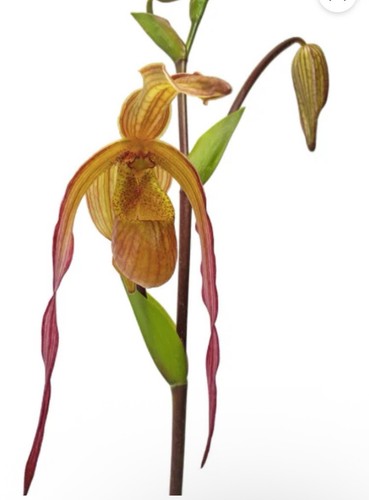 Phragmipedium geralda very - phragmipedium,