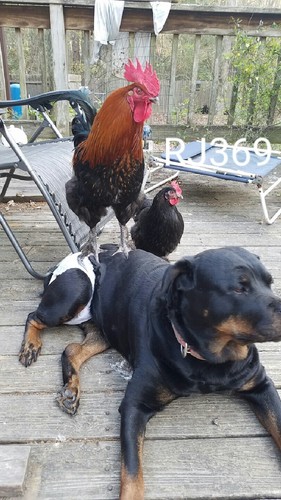 Black copper marans fertile - marans,