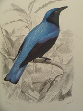 Gravure ancienne Oiseaux