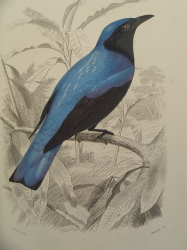 Gravure ancienne oiseaux - gravure,