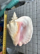 Strombes Gigas Conche Rose Coquillage Collection Rare