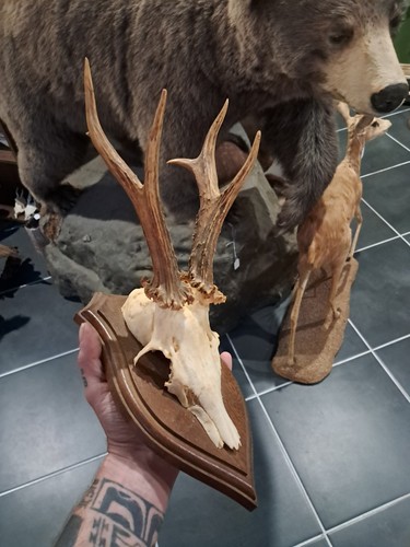 Trophée chevreuil sur - trophée,
