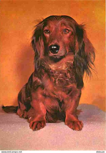 Carte postale animaux - carte,