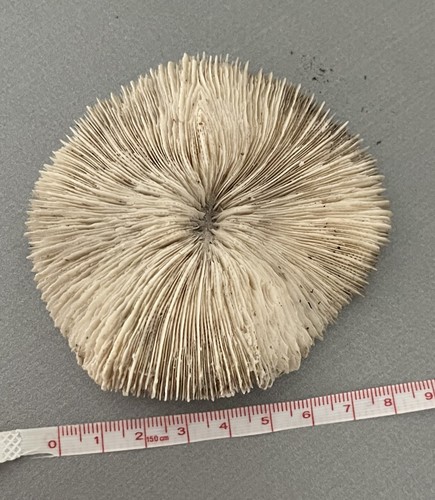 Corail blanc fossile ancien - blanc,
