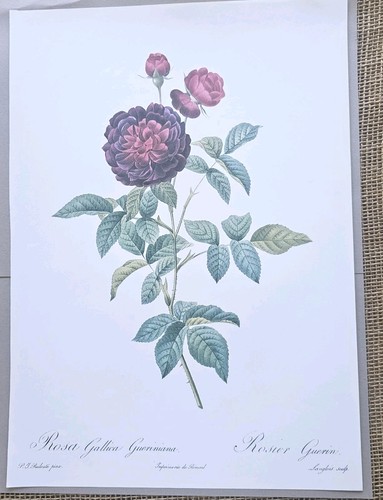 10"x14" P J Redoute Flower