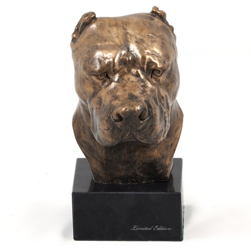 Dogue argentin tête sur