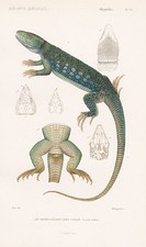Lacerta Ocellata Lézards