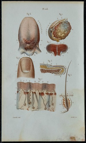 1852 planche anatomie - planche,