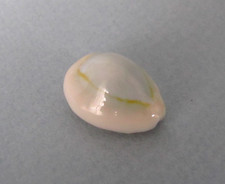 Cypraea Annulus Pura 20,1 mm