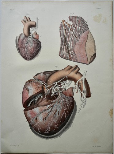 Bourgery jacob anatomie 1844 - bourgery,