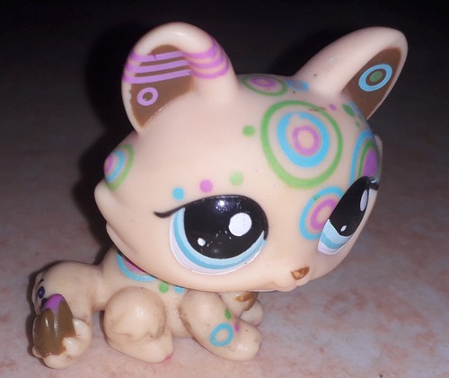 Petshop chat sphynx 1839