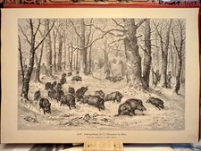Chasse au gibier noir Vienne 1867 GRAVURE SUR BOIS scène de chasse sanglier...