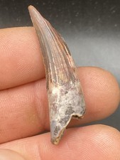 1,69''/ 4,4 cm  Suchomimus