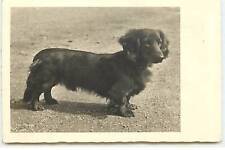 Carte Photo - Teckel à poil long - Dackel - 20860