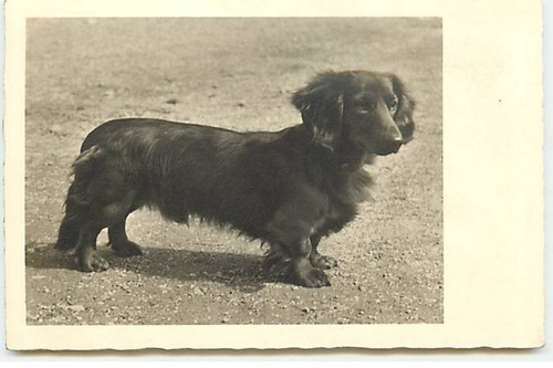 Carte photo teckel à - carte, poil