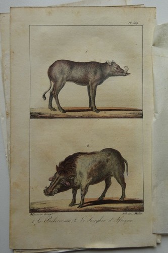 Lot lithographies tapir - tapir, /
