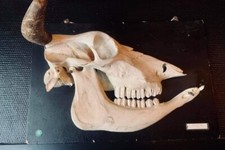 Demi crâne de Vache -