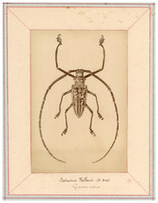 Insecte, Photographie Scientifique, Batocera Wallacei vintage albumen print Ti