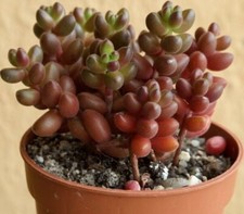 Sedum stahlii succulente lot - succulente,