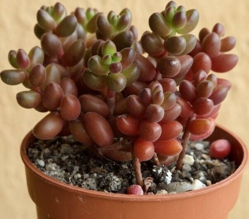 Sedum stahlii succulente - sedum,