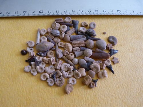 Lot 100 microfossiles - 100,