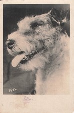 CP DENTELEE CHIEN FOX-TERRIER
