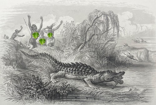 Australie alligator océanie - alligator,