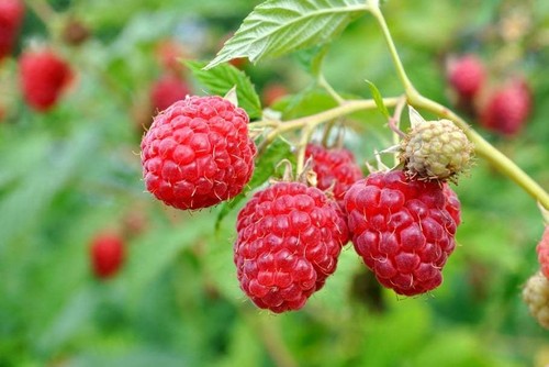 Graines framboise - 50,