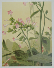 Tabac Lithographie originale