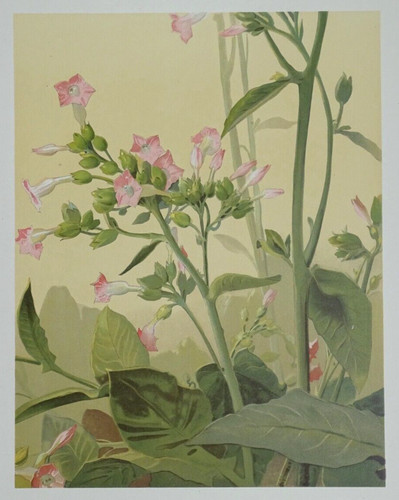 Tabac lithographie originale - lithographie,