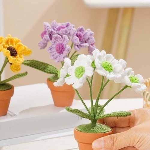 Plante pot maison belle - en,
