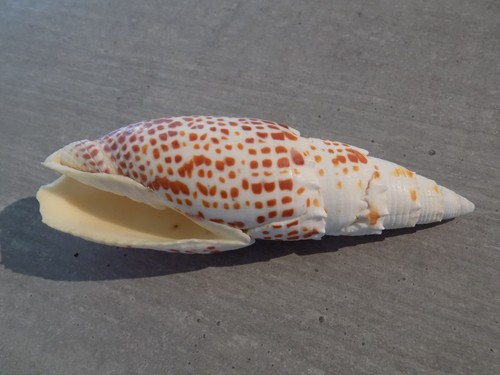 Coquillage new mitridae - coquillage,