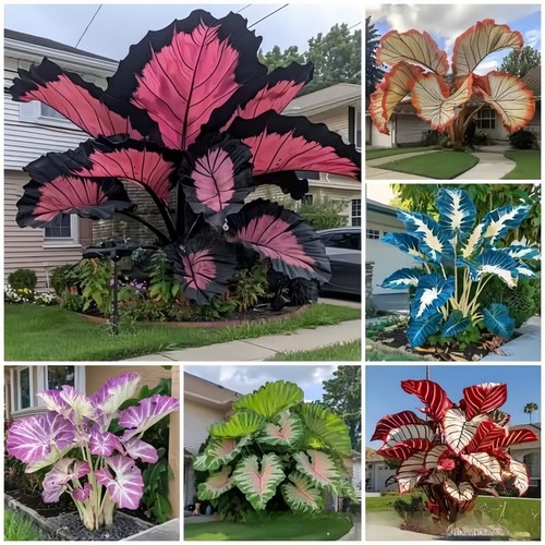 Graines fleurs caladium - de,