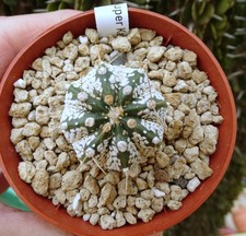 Astrophytum super kabuto - super, x