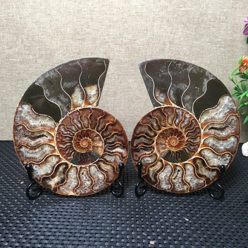554g pairs split - 554g, 1