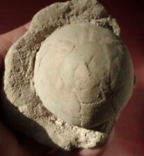 OURSIN FOSSILE OLIGOCÈNE DU