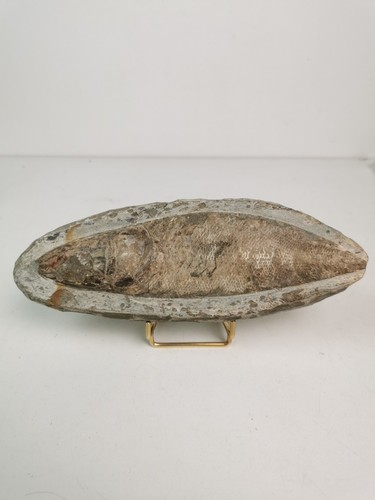 Fossile poisson curiosité - fossile,,