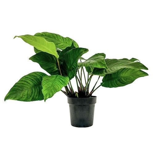 Plante mère - mère,