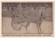Voiture chien grand mutilé - a, chien.