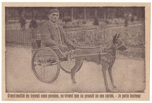 Voiture chien grand - a,