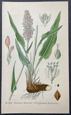Botanique Renouée Bistorte Gravure couleur de 1893 par Masclef