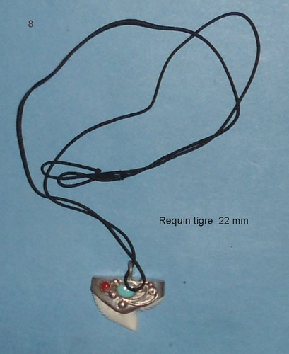 Pendentif dent requin tigre - dent,