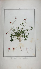 Redouté geranium canefcens - geranium,