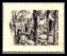Photo, WW2, Nachl. Oblt.Rissmöller, Olonne-sur-Mer FRA 1944, en forêt, L265L