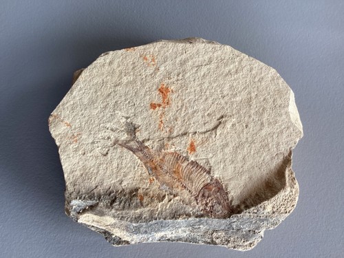 Poisson fossile dimension - fossile,