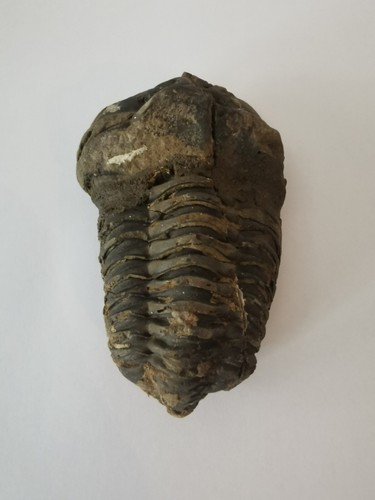 Trilobite du maroc - trilobite, de