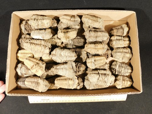Huge lot forty big 400 - of, big!