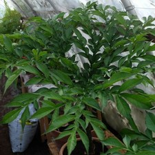 Amorphophallus konjac 2 Bubilles- Plante Rare