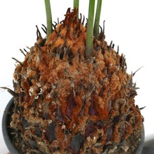 Cycas panzhihuaensis - no