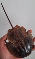 curiosité , taxidermie